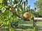 Harvest peaches. Peaches fruit