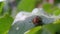 Harvest pest, Colorado potato beetle crawls on potato leaves