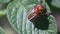 Harvest pest, Colorado potato beetle crawls on potato leaves