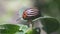 Harvest pest, Colorado potato beetle crawls on potato leaves