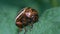 Harvest pest, colorado potato beetle eats potato leaves