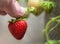 Harvest picking ripe strawberry