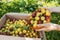 Harvest plums in the hands of woman. Fresh yellow and red plums in bowl and box