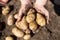 Harvest. Potato in hands, arms on ground background