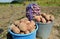 A harvest of potatoes in a container (packing, tare, boxing, receptacle) is collected in the field