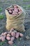 A harvest of potatoes in a container (packing, tare, boxing, receptacle) is collected in the field