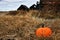 Harvest Pumpkin Close Up