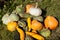 Harvest of pumpkin and vegetable marrows