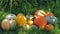 Harvest pumpkins of different varieties in the garden