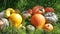 Harvest pumpkins of different varieties in the garden