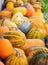 Harvest pumpkins. Different varieties of squashes and pumpkins