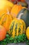 Harvest pumpkins. Different varieties of squashes and pumpkins