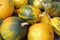 Harvest of pumpkins. ripe pumpkins