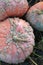 Harvest of pumpkins. ripe pumpkins