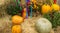 Harvest of pumpkins, squash, gourds and chrysanthemums arranged