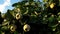 Harvest quince fruit on a tree in the garden