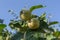 Harvest quince on the tree in the garden