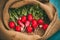 Harvest of radishes