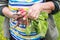 Harvest of radishes on hands of farmer.