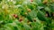 Harvest raspberries in the garden on a bush. Selective focus.