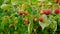 Harvest raspberries in the garden on a bush. Selective focus.