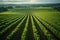 Harvest ready aerial view of vineyard with neatly arranged rows