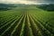 Harvest ready aerial view of vineyard with neatly arranged rows