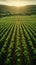 Harvest ready aerial view of vineyard with neatly arranged rows