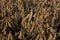 Harvest ready field of soybeans in the morning sun