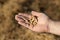 Harvest ready soy bean. Hand holding soybean.