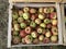 Harvest of red and green apples in one wooden box on a German farm. Close-up. Horizontal photo