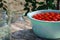 Harvest of red ripe tomatoes before winter preservation in glass jars