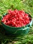 Harvest of red schizandra