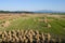 After harvest rice field