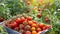 Harvest of ripe cherry tomatoes in a basket with leaves.