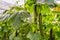 Harvest ripe cucumbers grown without soil in an Dutch greenhouse