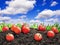 Harvest of ripe red tomato