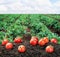 Harvest of ripe red tomato on the ground