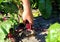 Harvest ripe sugar and fresh beets in summer. A healthy vegetable.