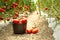 Harvest of ripe tomatoes in a greenhouse