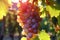 Harvest\\\'s bounty, sun-kissed grapes on a vine with lush green leaves