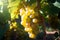 Harvest\\\'s bounty, sun-kissed grapes on a vine with lush green leaves