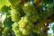 Harvest\\\'s bounty, sun-kissed grapes on a vine with lush green leaves