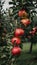 Harvest season branch adorned with ripe red apples in orchard