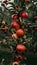 Harvest season branch adorned with ripe red apples in orchard