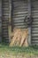 Harvest and sheaves of ears of wheat near a wooden house in the village