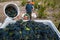 Harvest of Shiraz wine grapes in Australia`s Barossa Valley