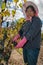 Harvest of Shiraz wine grapes in Australia`s Barossa Valley