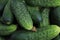 Harvest of short-fruited cucumbers close-up