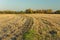 Harvest stubble in a cornfield, autumn trees and sky